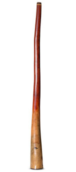 Tristan O'Meara Bell Trim Didgeridoo (TM423)